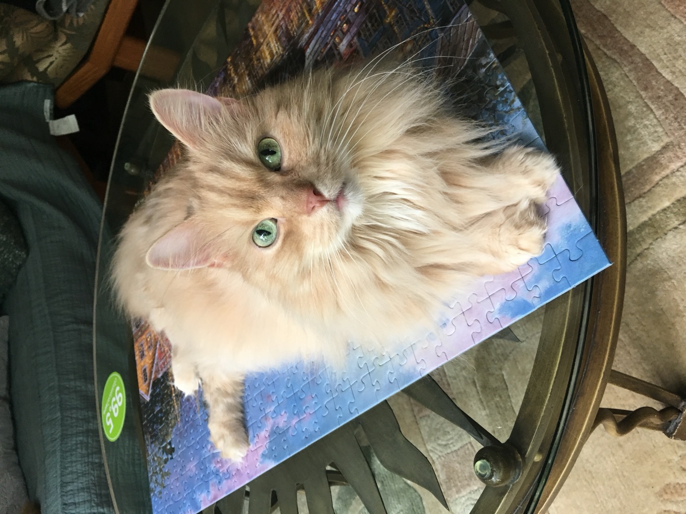 Howl, a fluffy pale cream cat