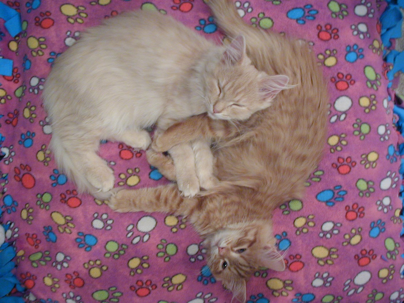 Two young ginger cats curled up asleep together on a paw-print blanket