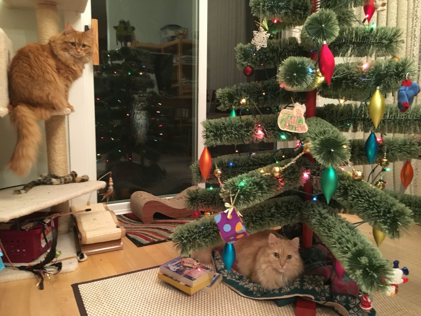 Ginger cat perched on a cat tree beside a decorated brush Christmas tree, while a pale cream cat lies on a blanket beneath the branches