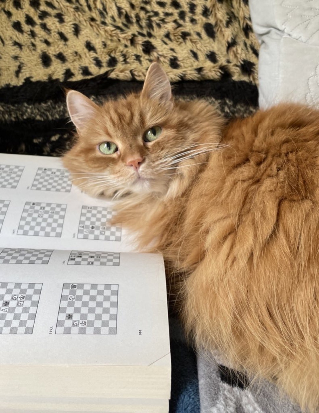 Ginger cat resting her head on the pages of an open book of chess problems