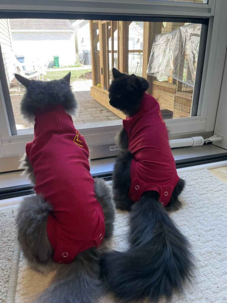 Two long-haired cats in matching red recovery suits watching the yard through a door