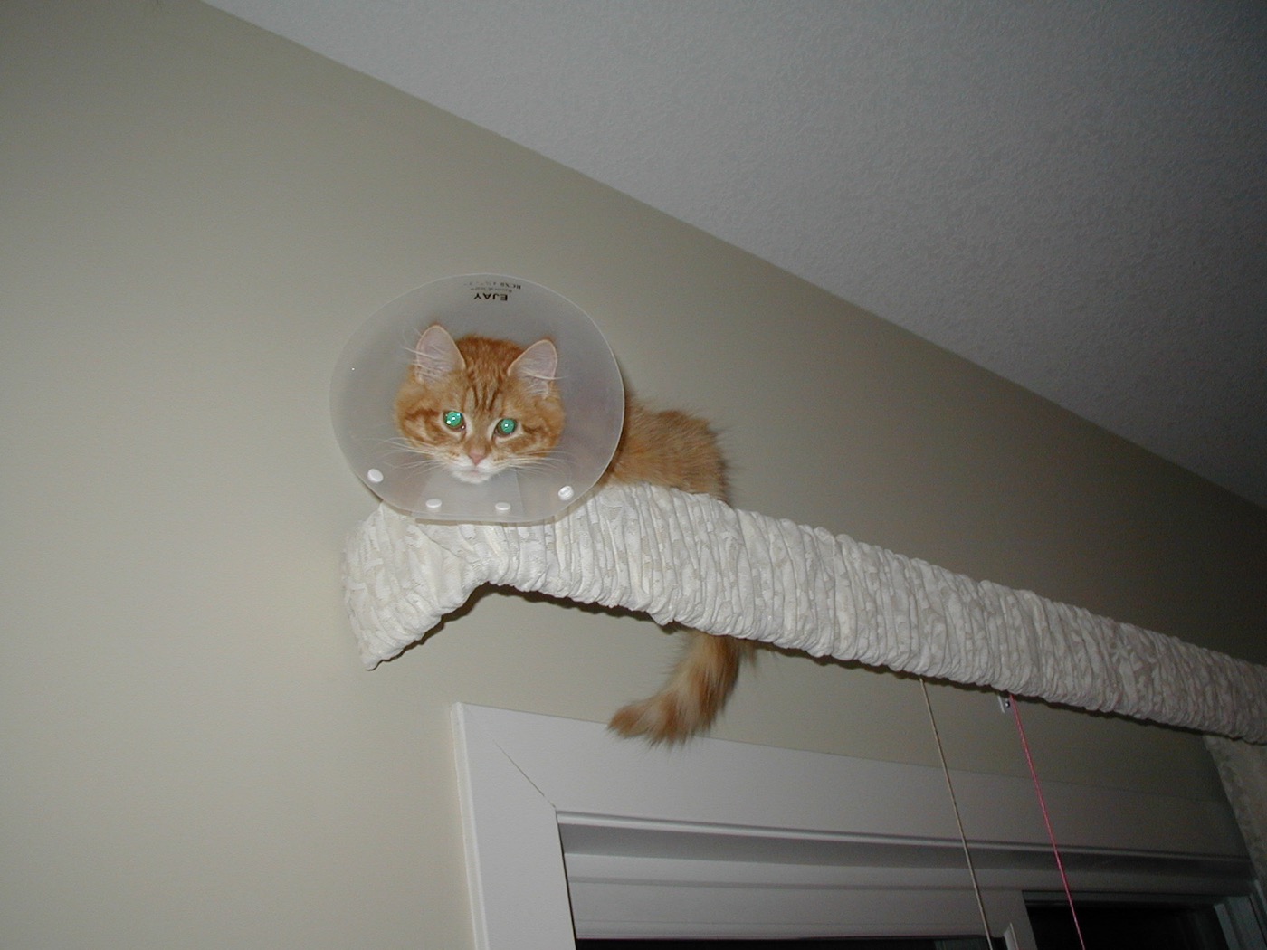 Ginger cat wearing a clear recovery cone, lying on top of a curtain valance near the ceiling