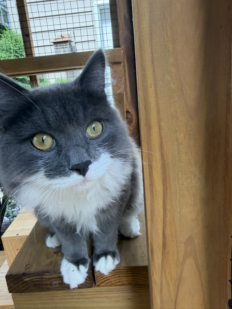 Entropy, a gray and white long-haired cat
