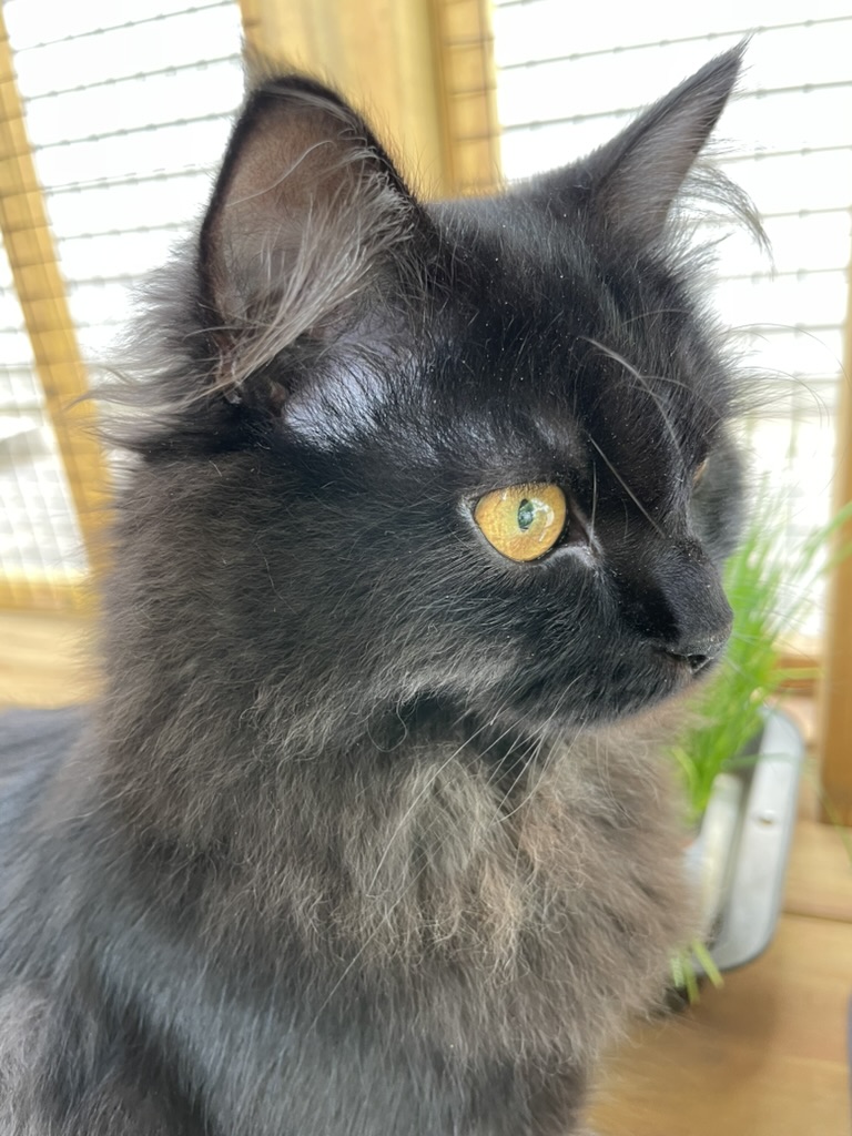 Zeta, a black long-haired cat
