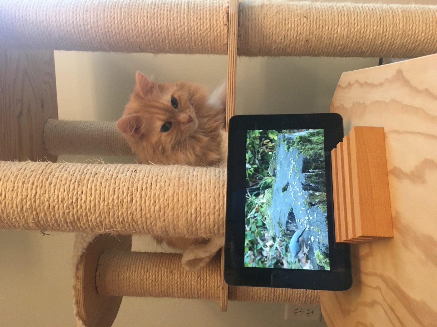 Pale cream cat perched in a sisal cat tree, watching a tablet on a wooden stand playing a bird video