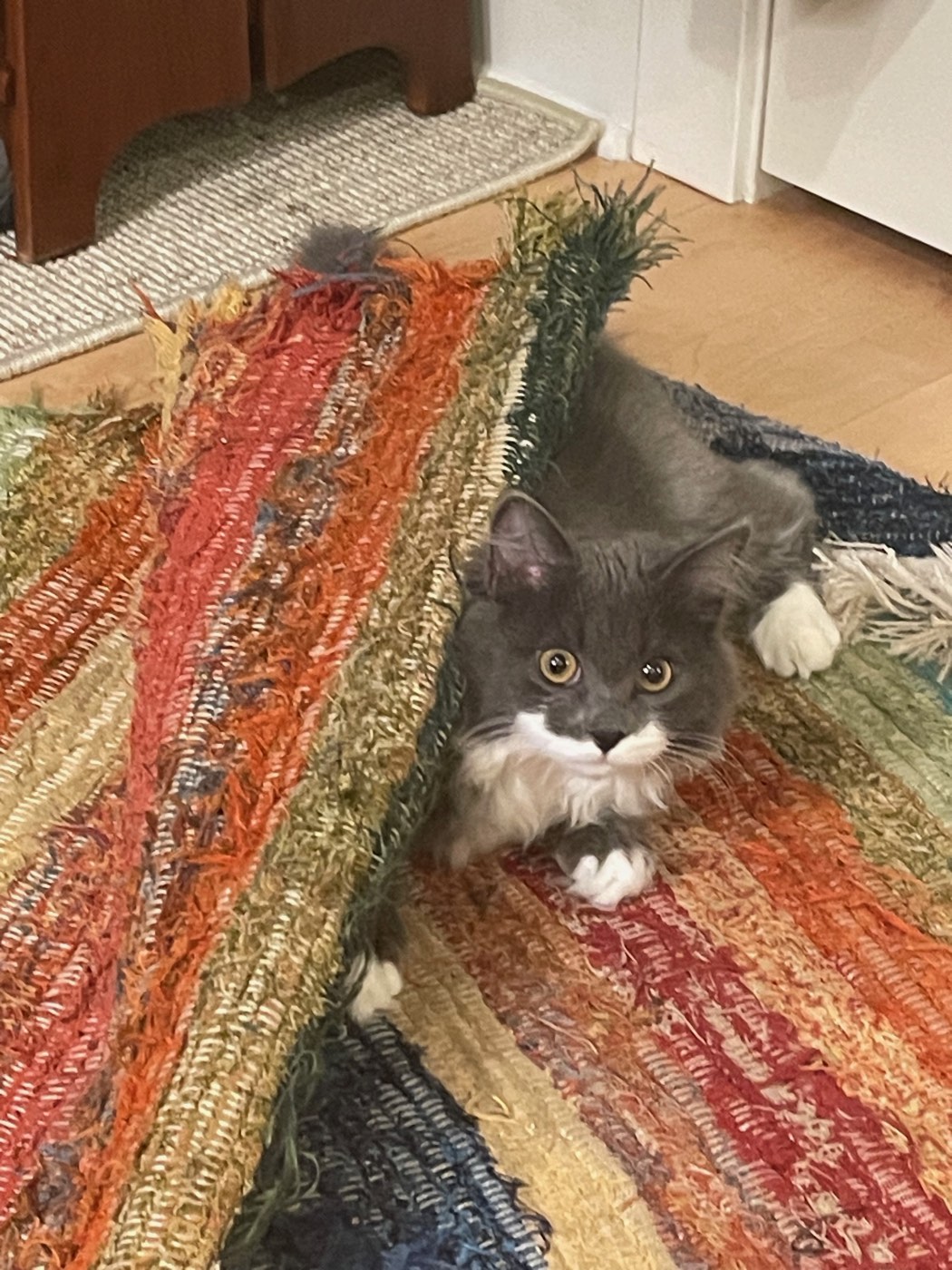 Gray and white cat wedged under the fold of a colorful rag rug, ears flattened, peeking out