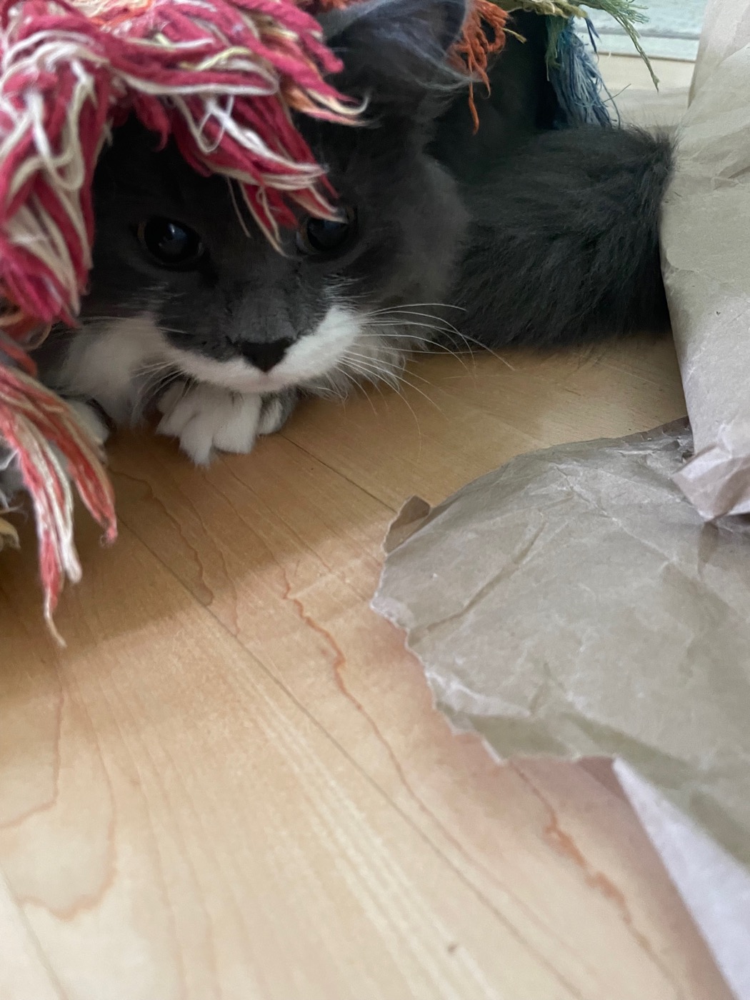Gray and white cat under the edge of a rag rug with pink fringe draped over his head
