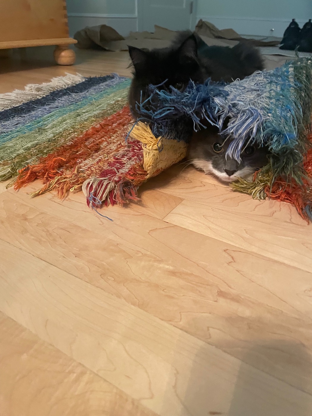 Black cat poised on top of a fringed rag rug while a gray and white cat hides beneath it