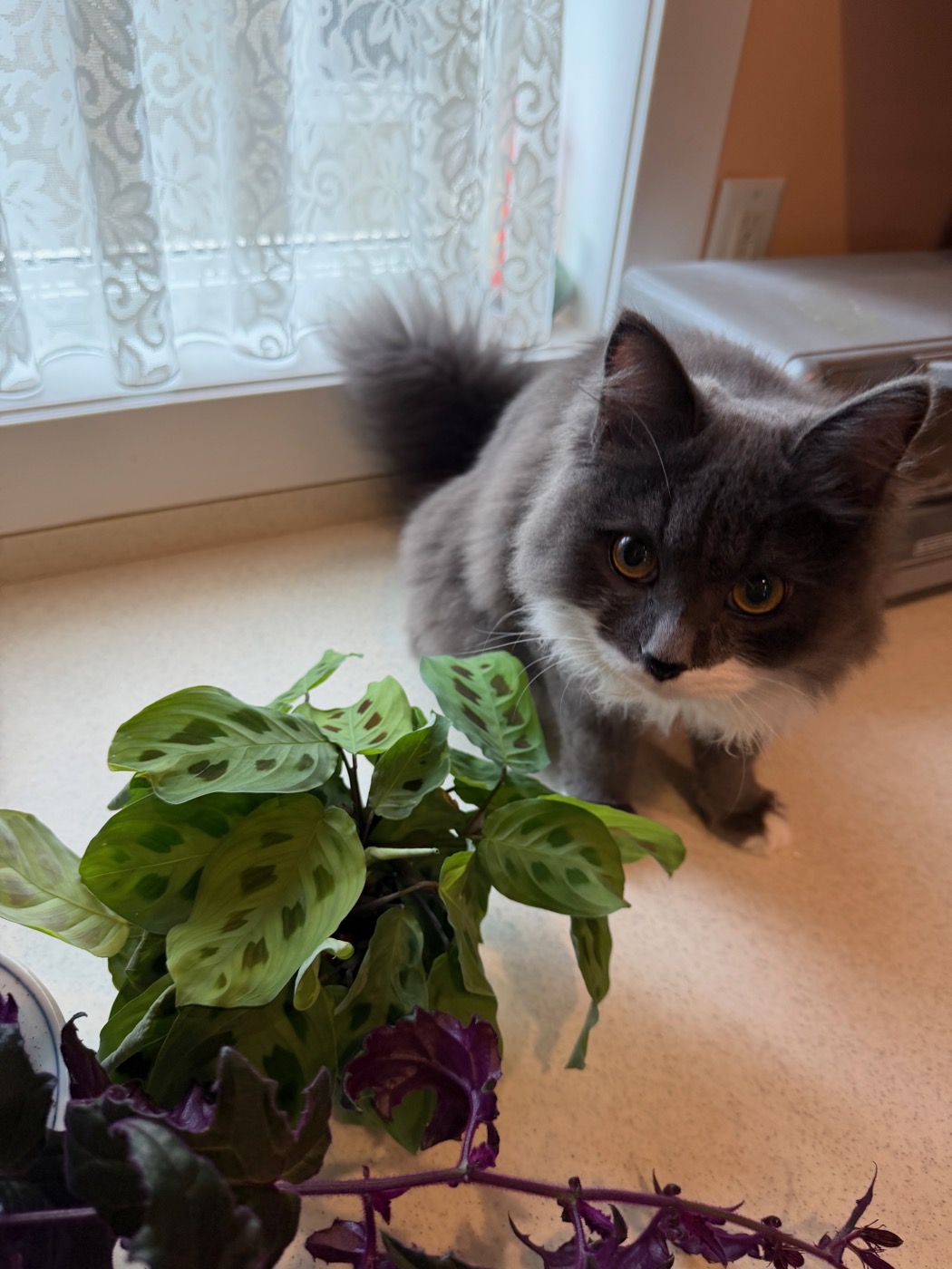 Gray and white cat leaning over a kitchen counter to look at a patterned prayer plant and a trailing purple heart plant