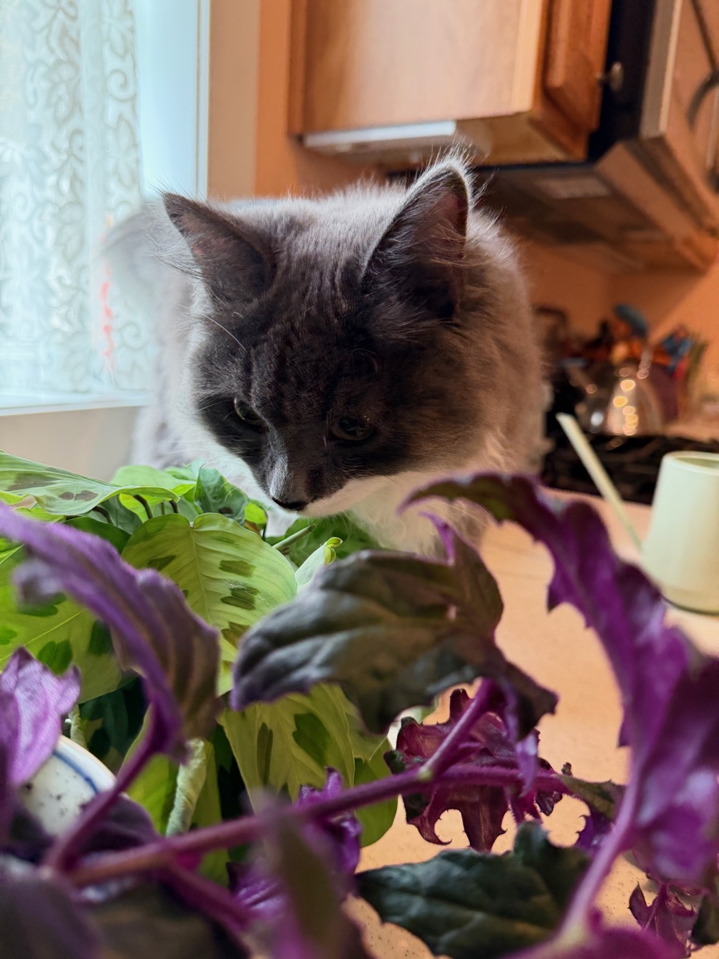 Gray and white cat leaning in close to sniff the patterned leaves of a prayer plant