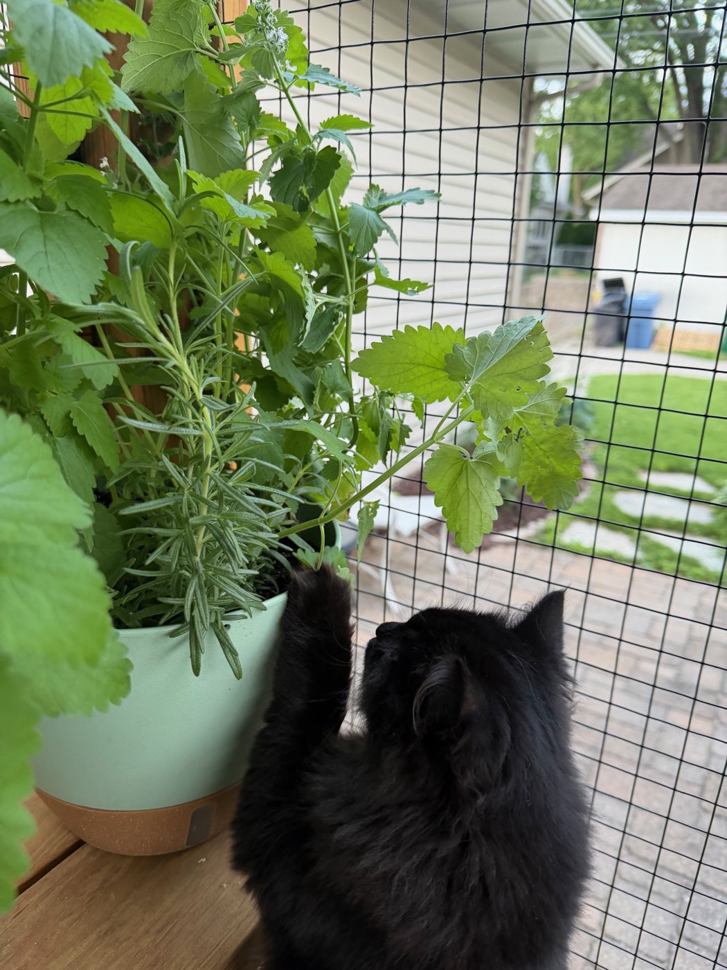 Black long-haired cat reaching up toward a potted catnip and rosemary plant in the catio