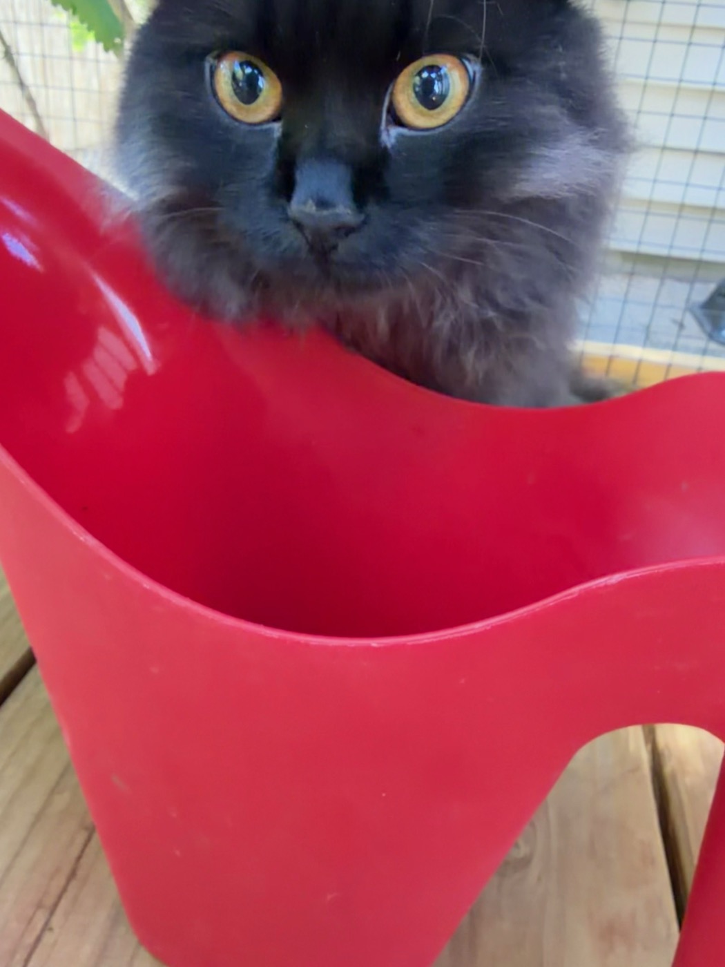 Black long-haired cat peering out of a red watering can