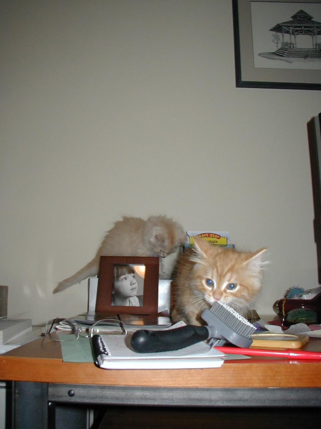 Two young kittens, one cream and one ginger, investigating a hairbrush on a desk