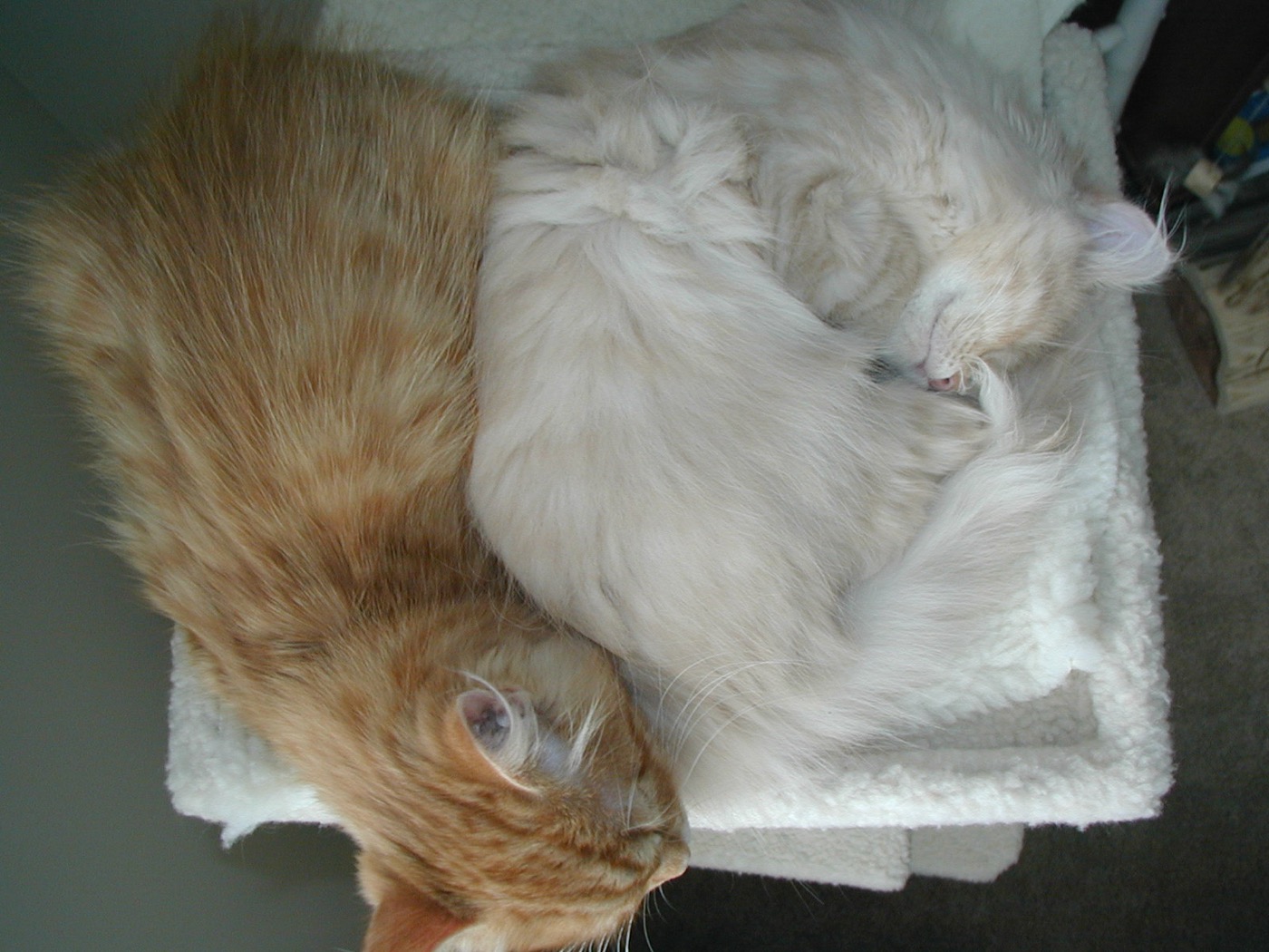 Two kittens, one ginger and one cream, asleep curled together on a white fleece cat tree platform