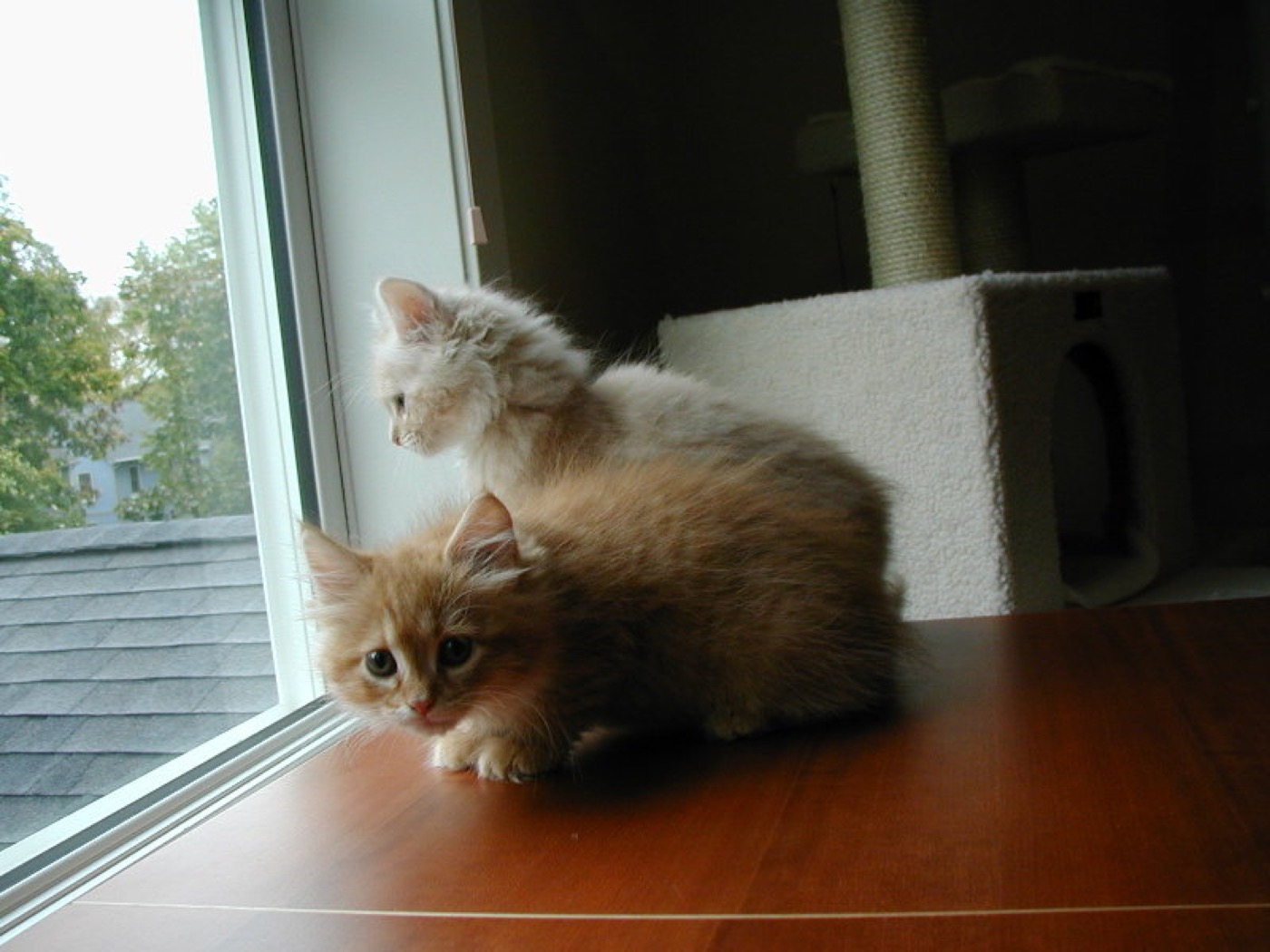 Two kittens, one cream and one ginger, looking out a window at rooftops