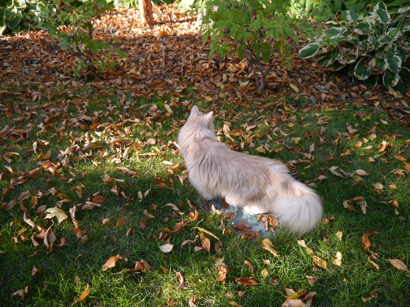 Pale cream cat standing on a small metal utility lid in a leaf-strewn lawn, facing a border of hostas and shrubs