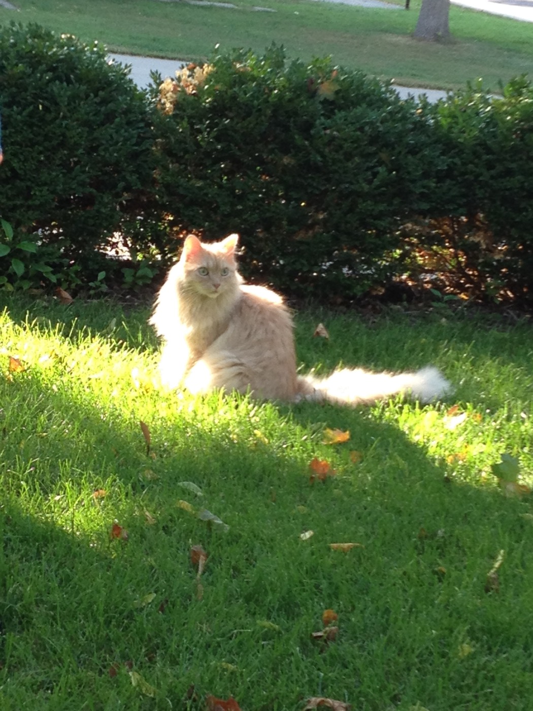 Pale cream cat sitting on a sunlit lawn in low golden light in front of a boxwood hedge, looking at the camera