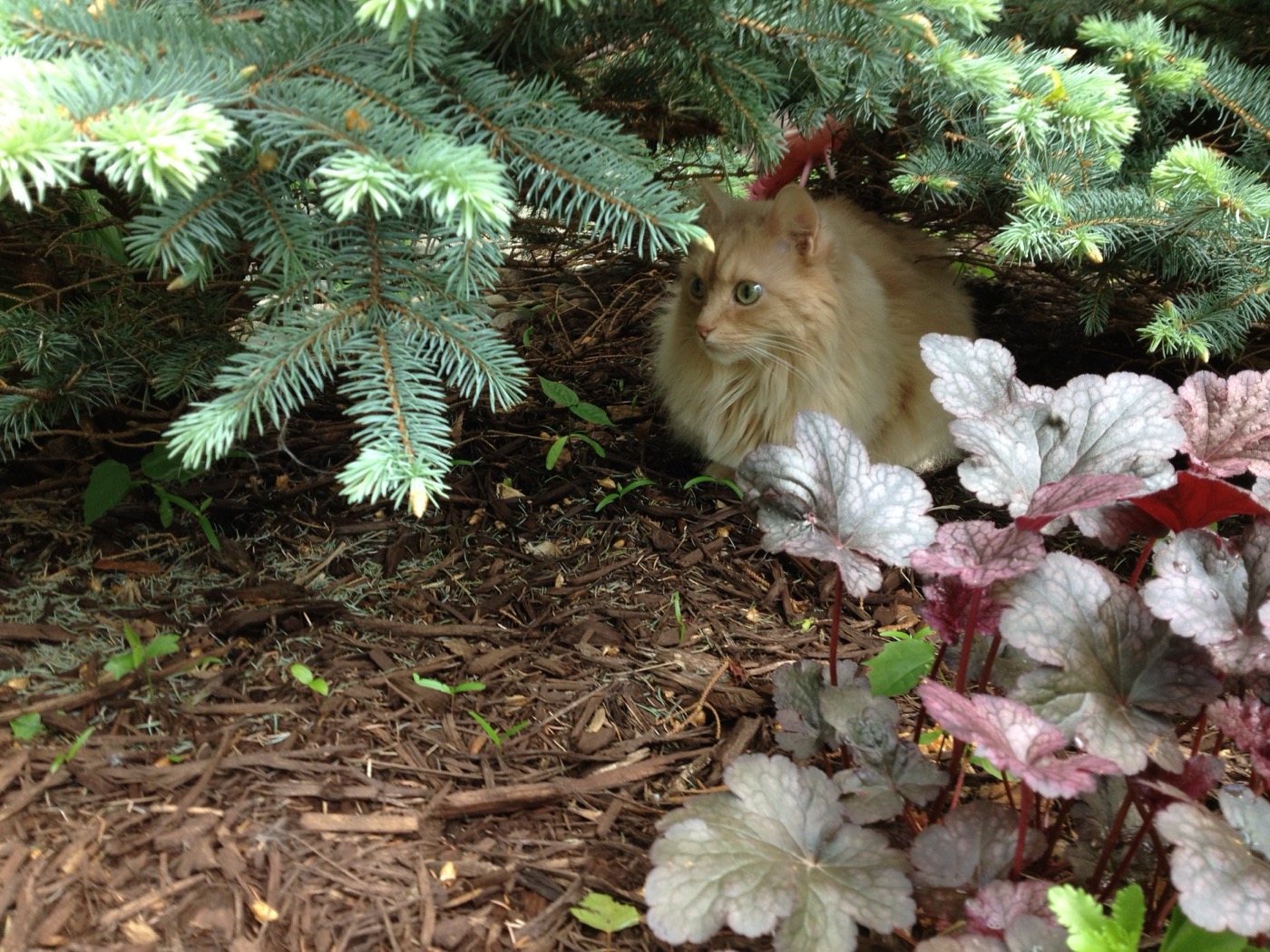 Pale cream cat crouched in the shade beneath silvery-blue juniper branches, next to silver and purple coral bells