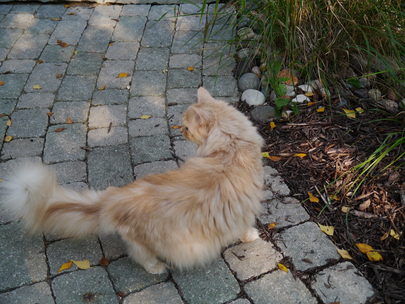 Pale cream cat sitting on a cobblestone walkway scattered with yellow leaves, looking toward ornamental grasses