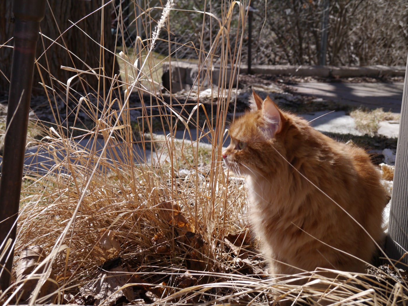 Deep ginger cat in profile among tall dry winter grasses, gazing intently into the distance