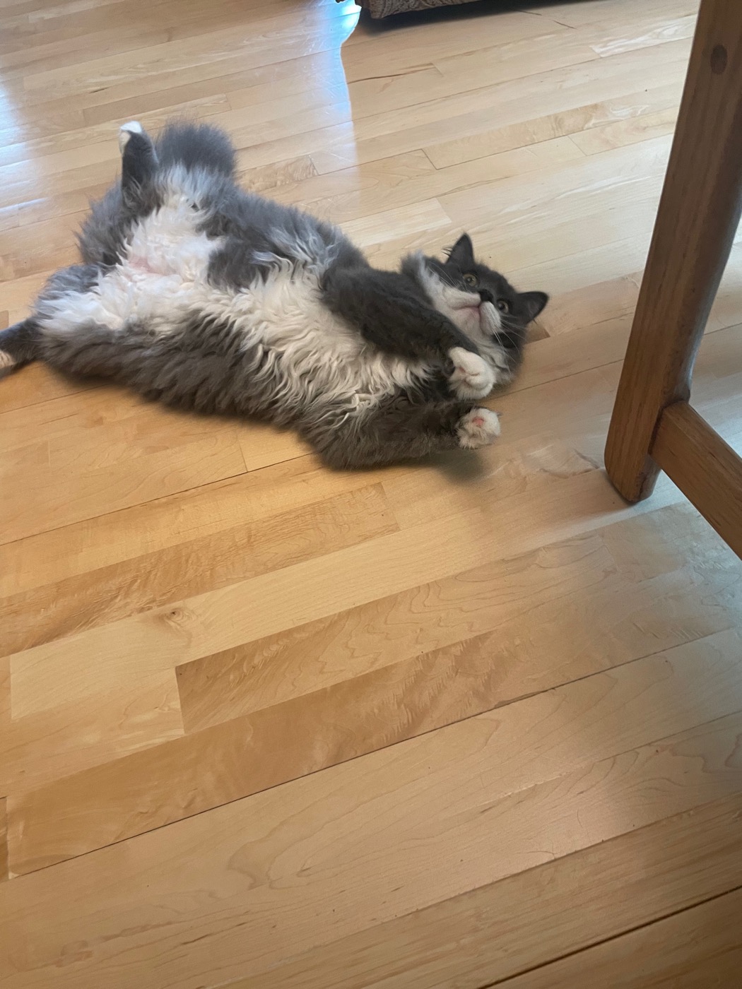Gray and white long-haired cat rolled onto his back on a hardwood floor beside a chair leg, paws curled up, head tipped back toward the camera