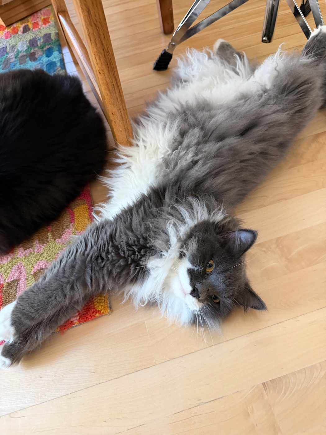 Gray and white long-haired cat stretched out full length on his back on hardwood, front legs extended past his head, a black cat's tail at the edge of the frame