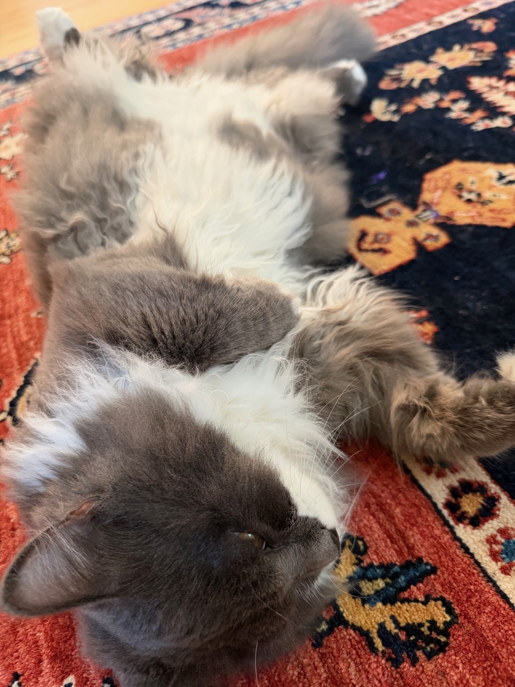 Close-up of a gray and white long-haired cat lying on his back on an oriental rug, eyes half closed