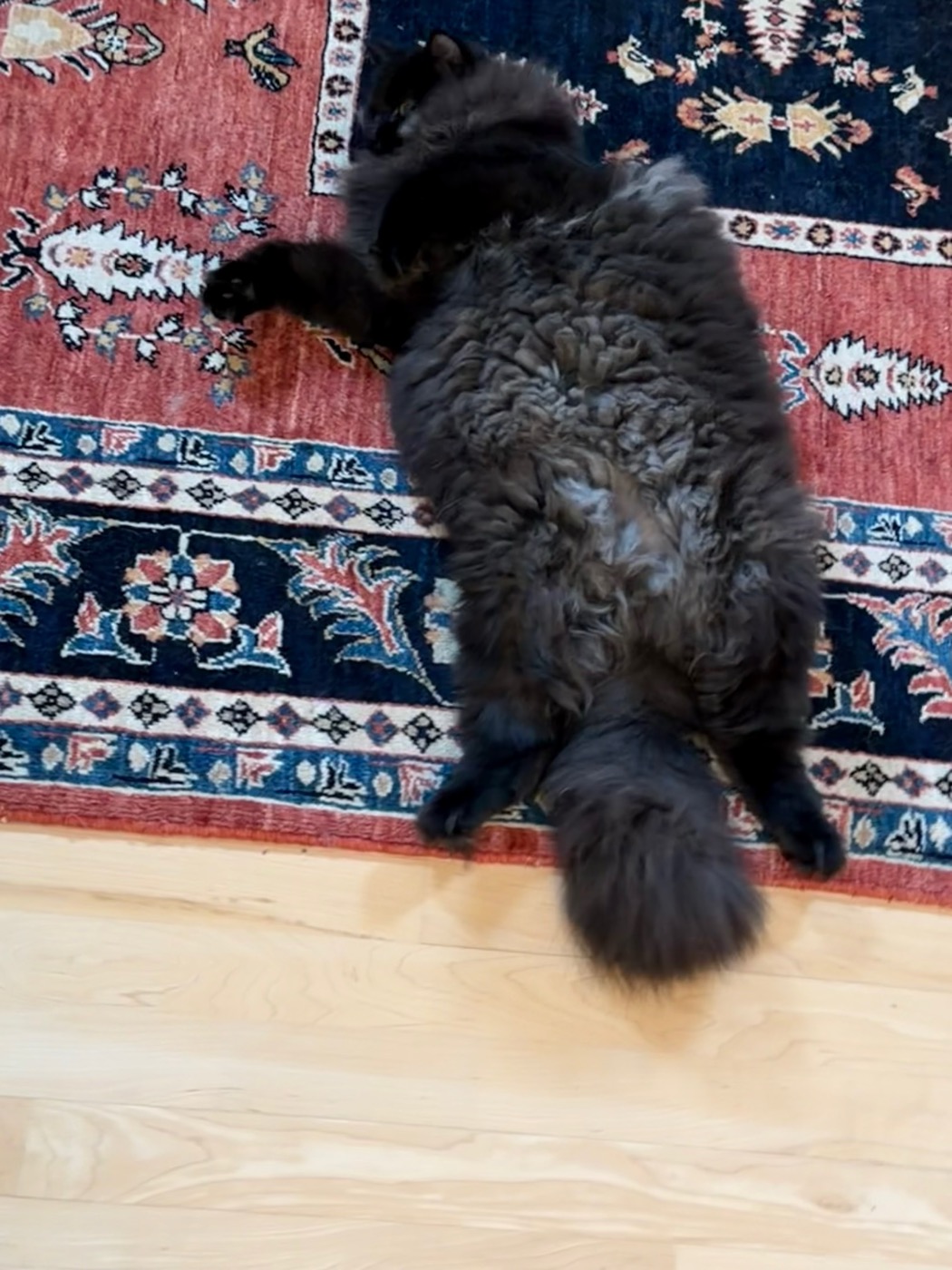 Black long-haired cat lying belly-up on a red and navy oriental rug, seen from above, legs splayed, tail trailing onto the hardwood floor