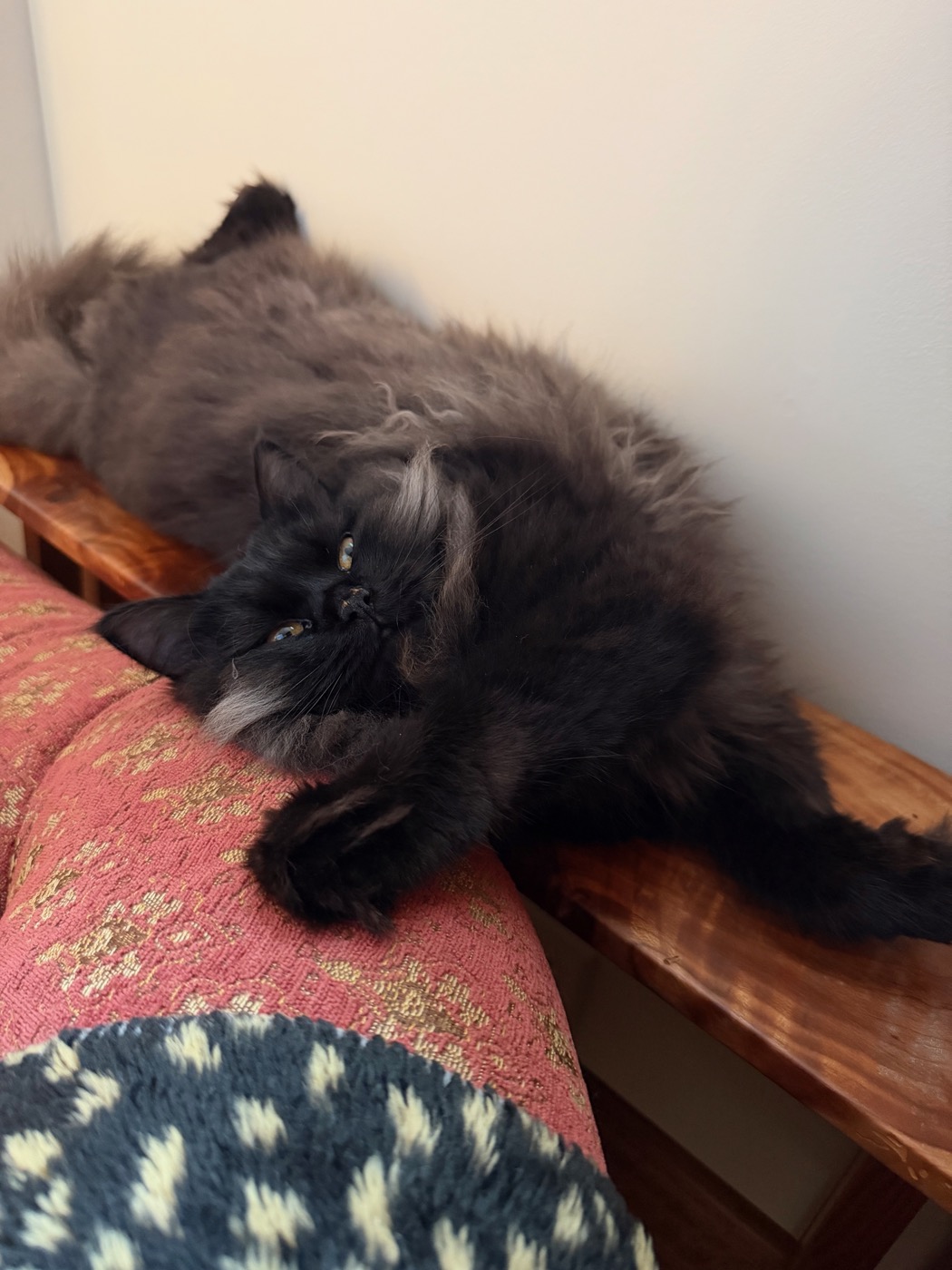 Black long-haired cat lying on her back along a small wooden side table, head hanging over the edge above a patterned sofa cushion, one paw raised to her chin