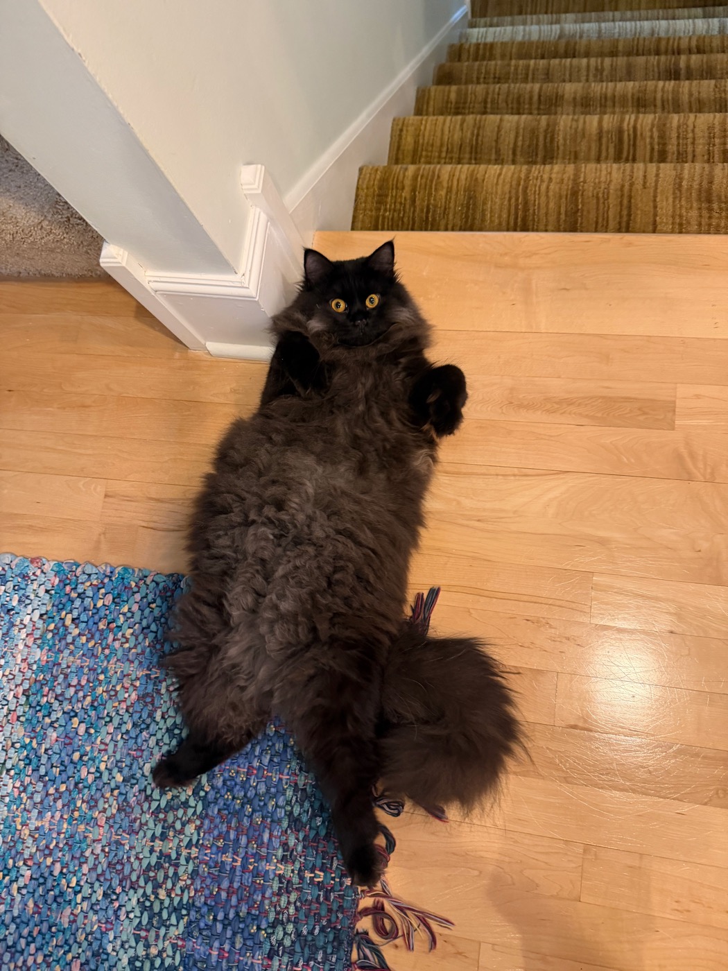Black long-haired cat on her back on hardwood at the foot of carpeted stairs, forepaws curled to her chest, gold eyes on the camera, tail across a blue rag rug