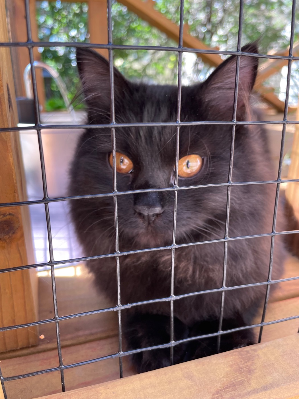 Black long-haired cat with gold eyes staring intently through the wire mesh of a catio, foliage blurred behind her