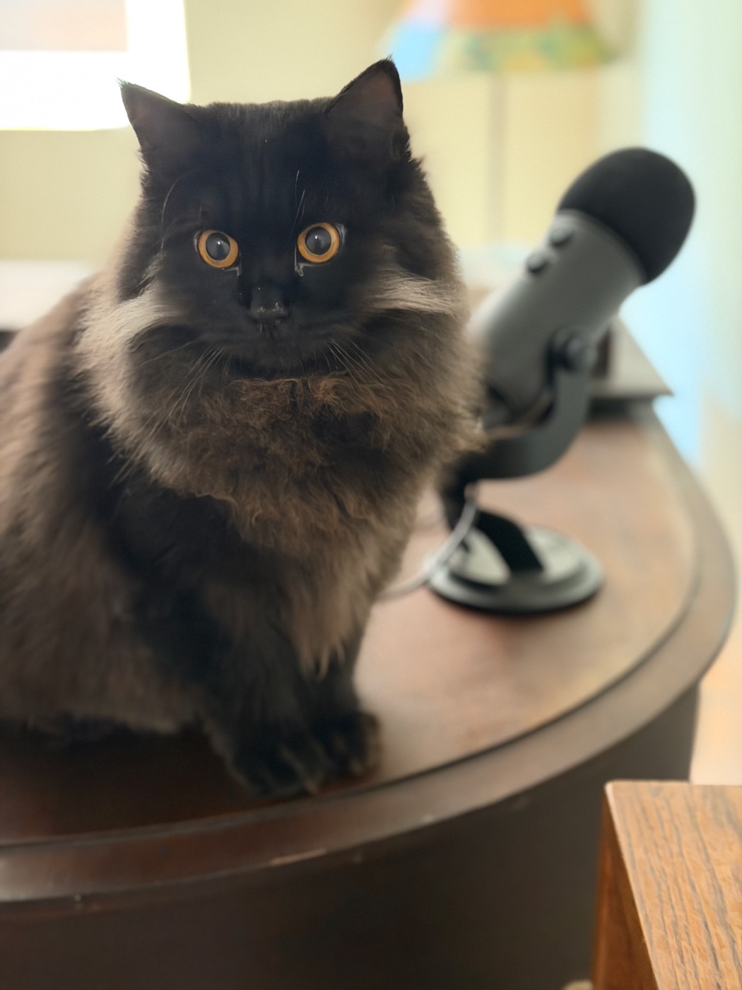 Close-up of a black long-haired cat with wide gold eyes, sitting on a piano beside an out-of-focus microphone on a stand