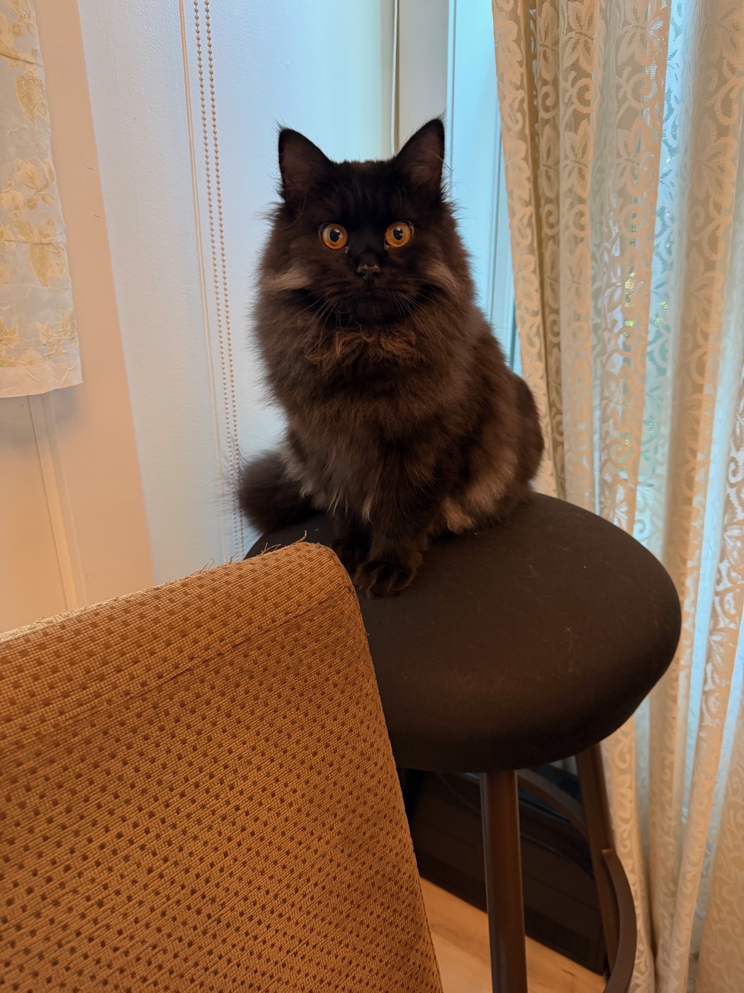 Black long-haired cat sitting upright on a round black stool in front of lace curtains, tail wrapped around her feet, looking directly at the camera