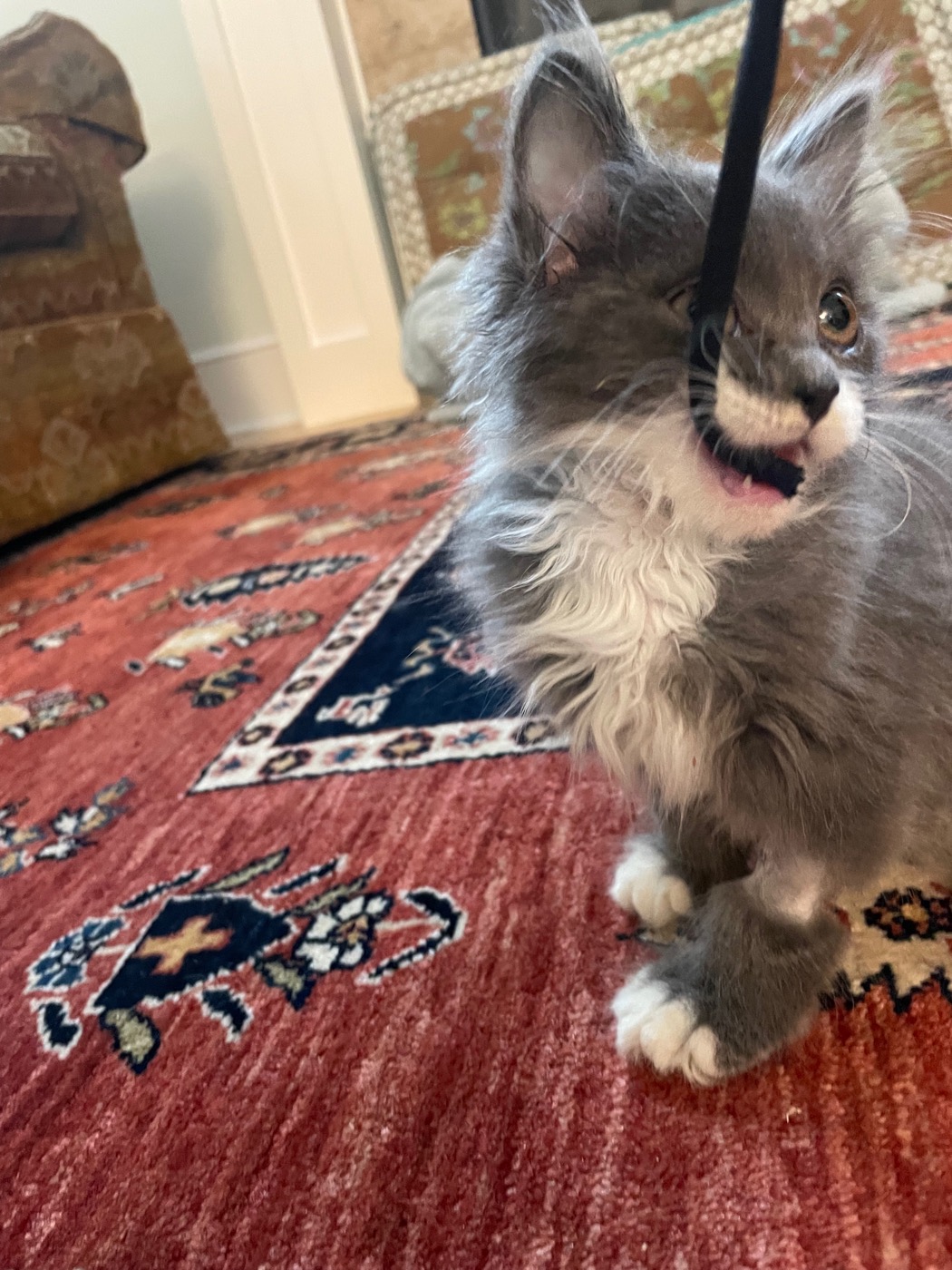 Gray and white kitten on an oriental rug, standing on hind legs and biting a black hoody string dangled from above, mouth open