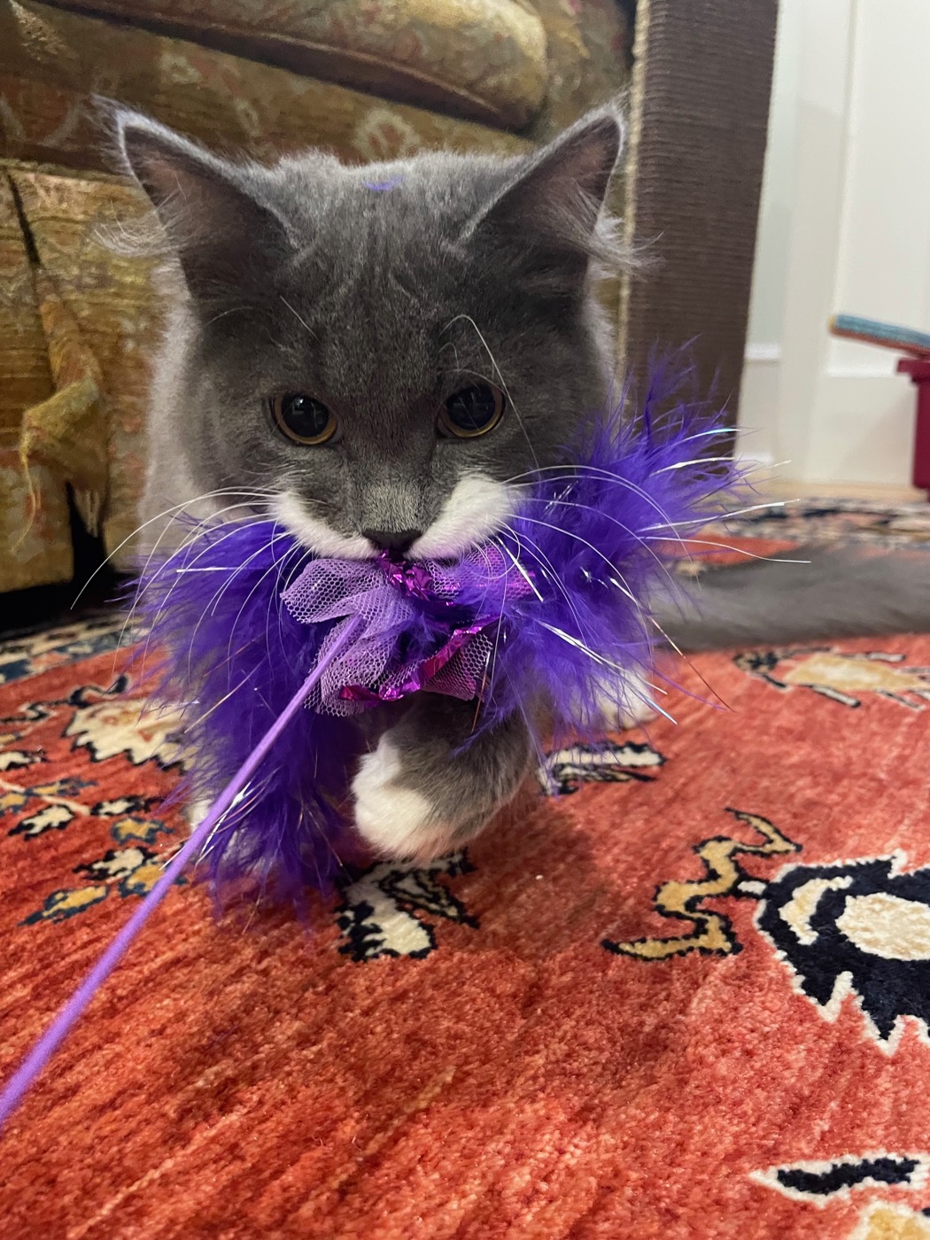Gray and white cat biting a large purple feather and tulle wand toy, ears back, string trailing off to the side