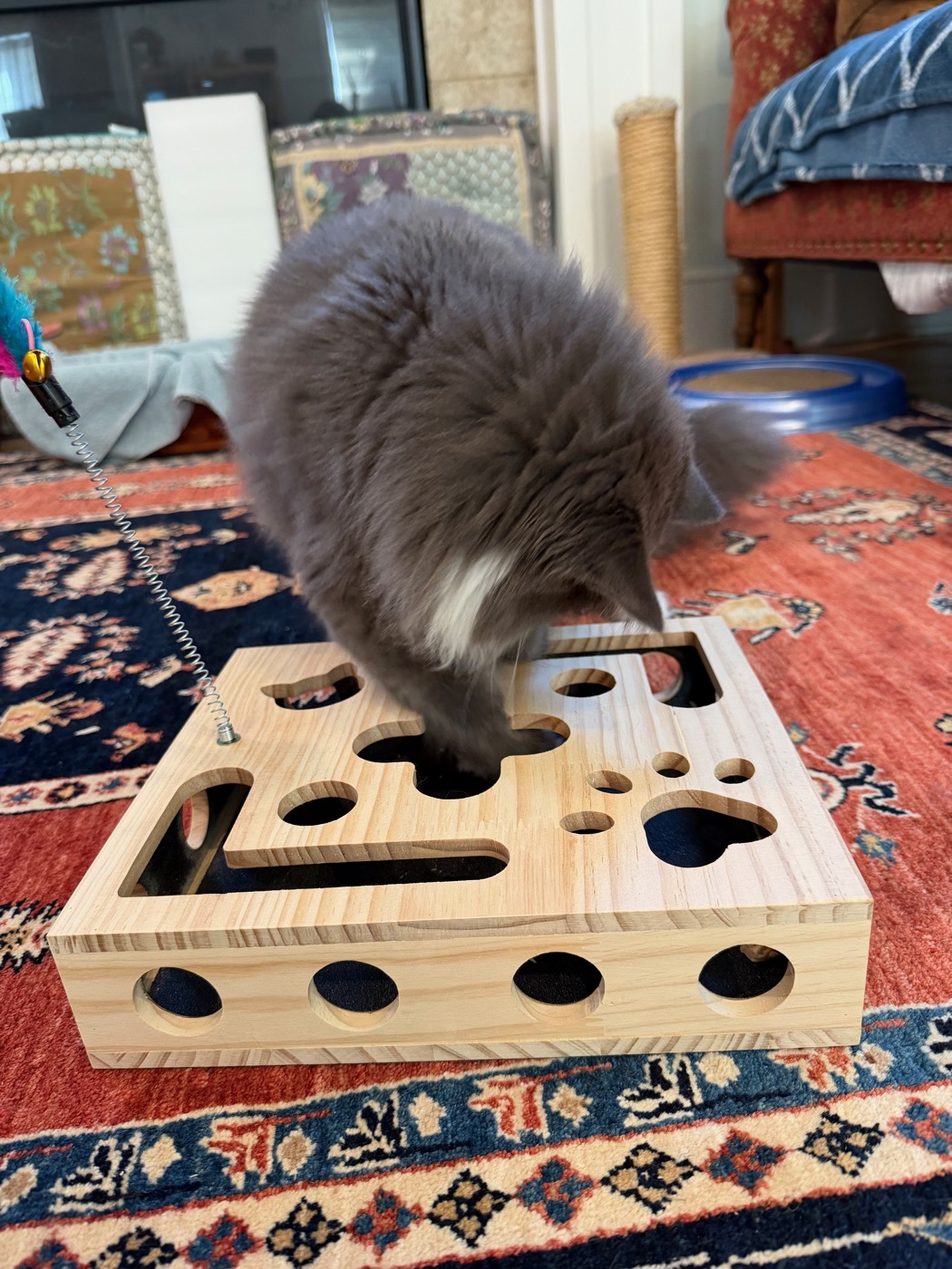 Gray and white long-haired cat reaching a paw into a large hole in a wooden treat puzzle box, in front of a fireplace