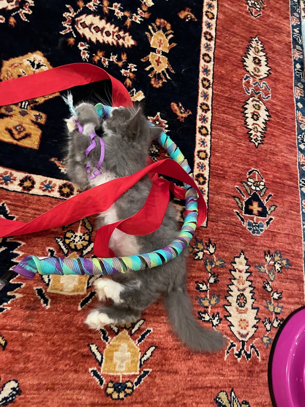 Gray and white kitten on its back on a dark rug, tangled in a red ribbon and a teal and purple woven wand toy