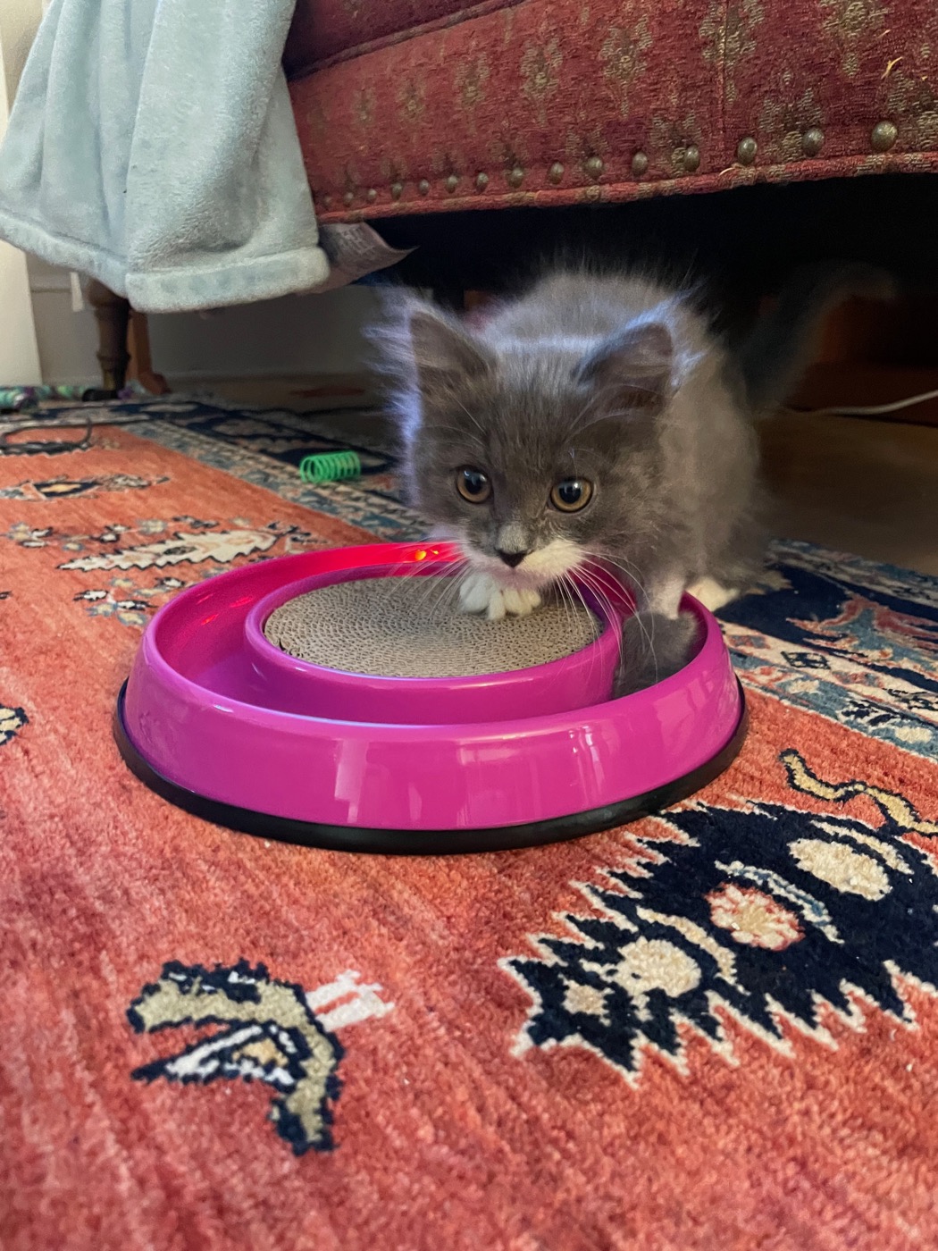 Gray and white kitten peering out from under a couch, front paws on the rim of a pink spinner scratcher toy with a light-up ball