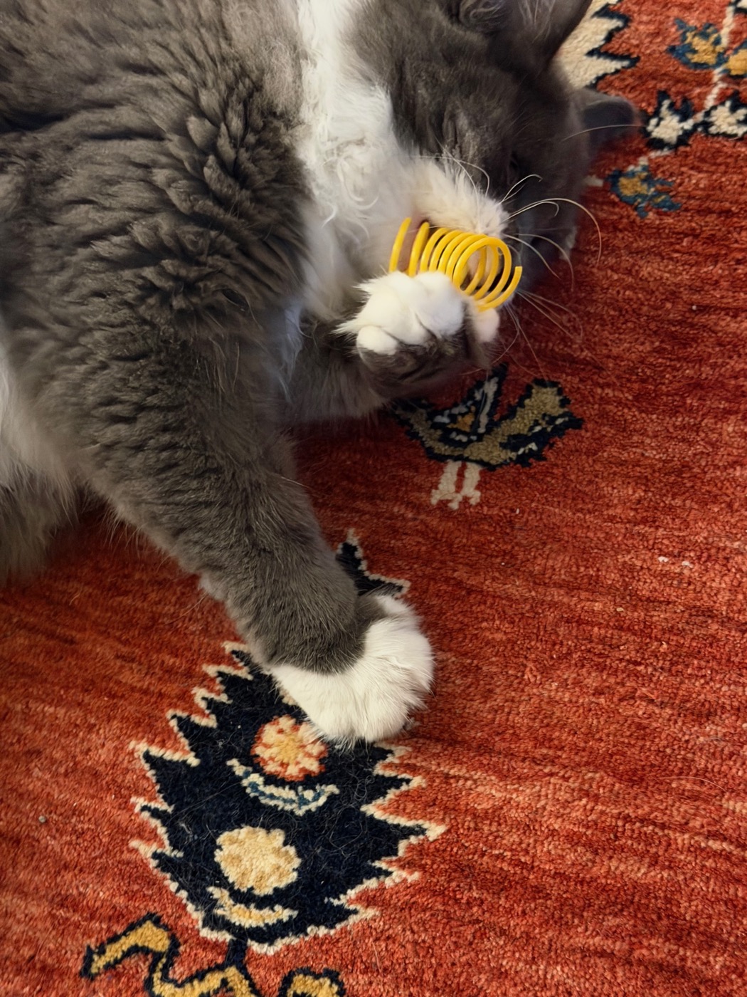 Close-up of a gray and white cat's paw pinning a yellow plastic spring toy on a rug