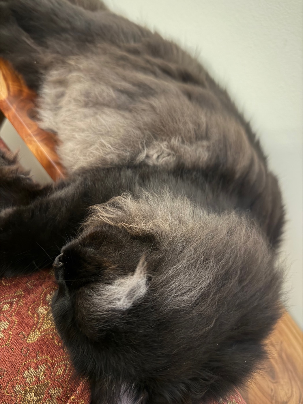 Extreme close-up of a dark cat's ears and the back of her head, showing pale silvery hairs mixed into the dark fur at the ear bases