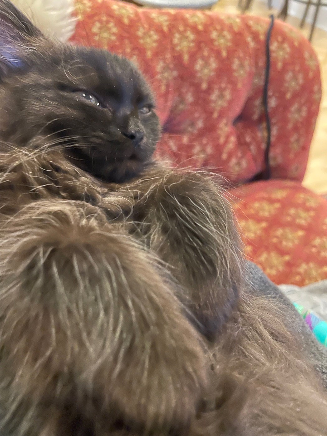 Extreme close-up of a very young dark kitten's face, eyes half open, fur reading almost uniformly dark brown-black