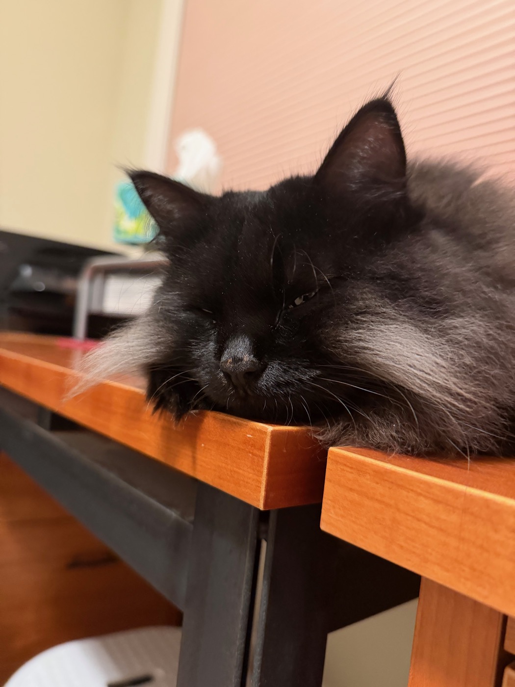 Close-up of a dark long-haired cat dozing with her chin resting on the edge of a wooden desk, eyes nearly closed, a patch of pale gray fur visible on the side of her muzzle and cheek