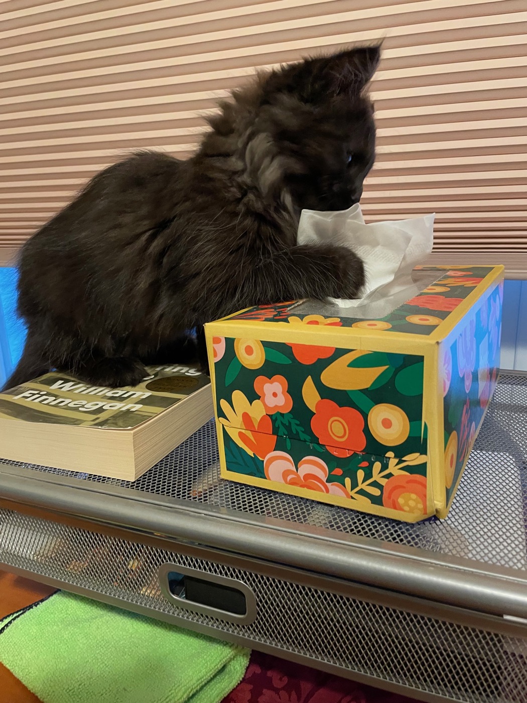 Fluffy black kitten in profile pawing at a tissue pulled from a floral tissue box, fur reading solid dark from ear to tail with no lighter patches