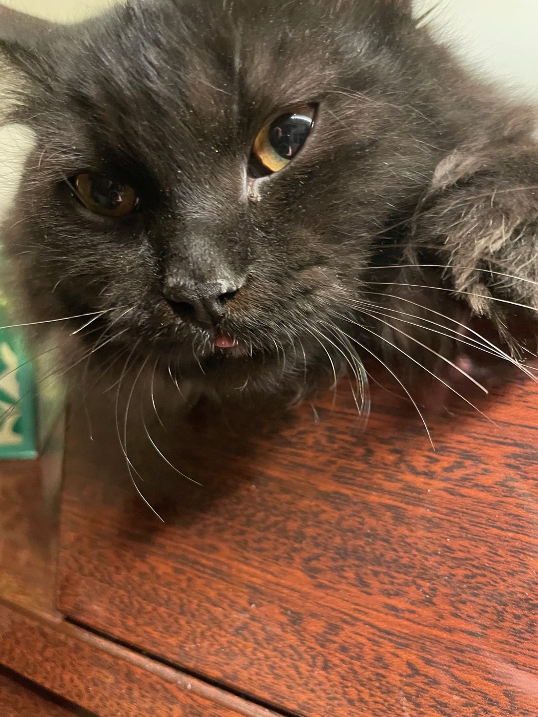 Close-up of a young dark gray cat's face with gold eyes, the tip of her tongue visible below her whiskers