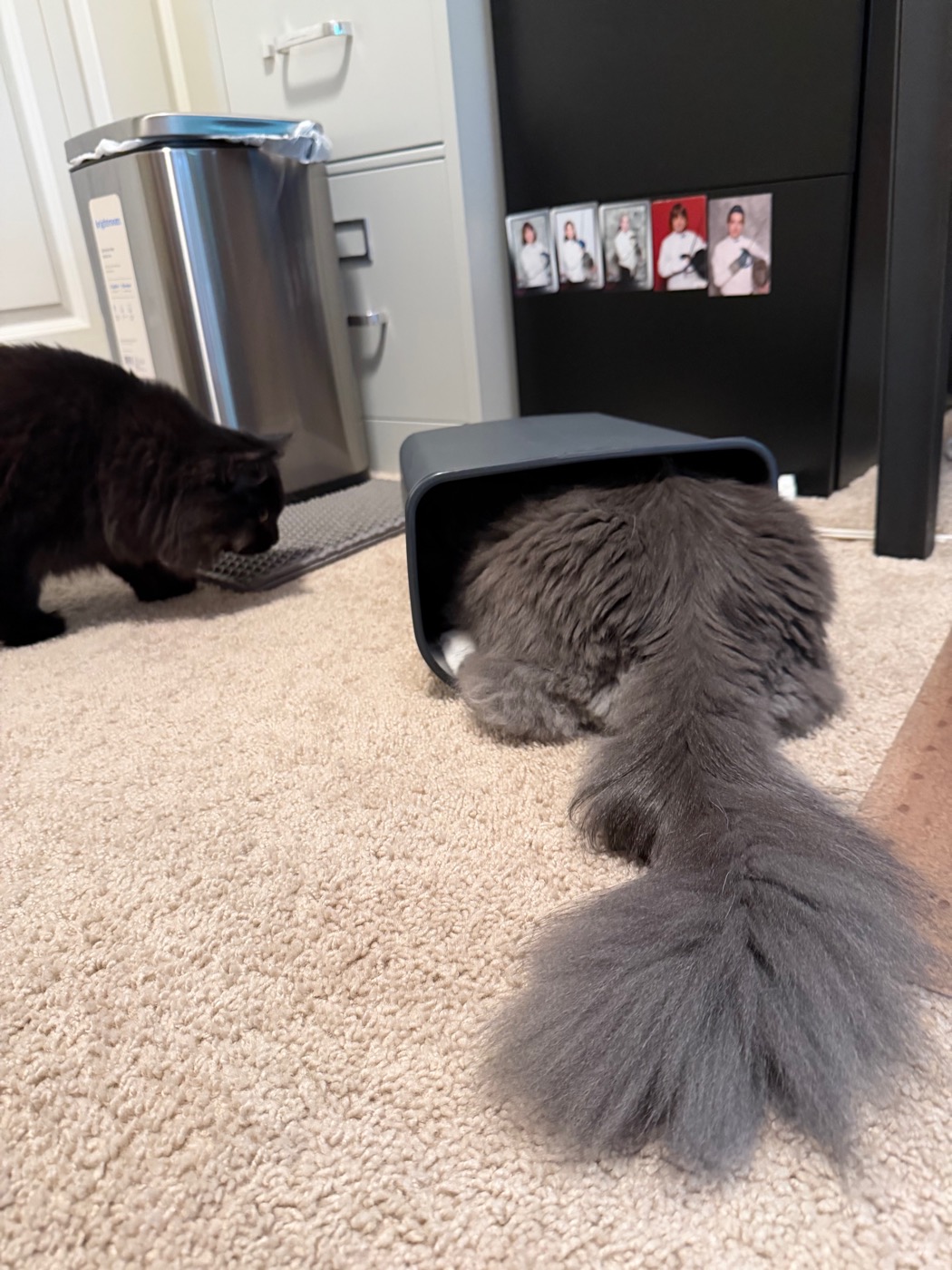 Gray long-haired cat with his head and front half inside a black plastic trash can lying on its side on beige carpet, his large fluffy tail curled around on the floor, a black cat visible in the background near a stainless-steel trash can