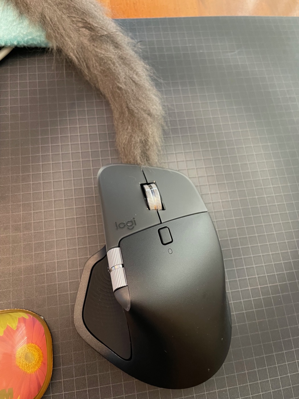 Close-up of a gray kitten's thin, tapering tail draped across a desk mat, its tip meeting the front of a black wireless mouse exactly where a cable would attach