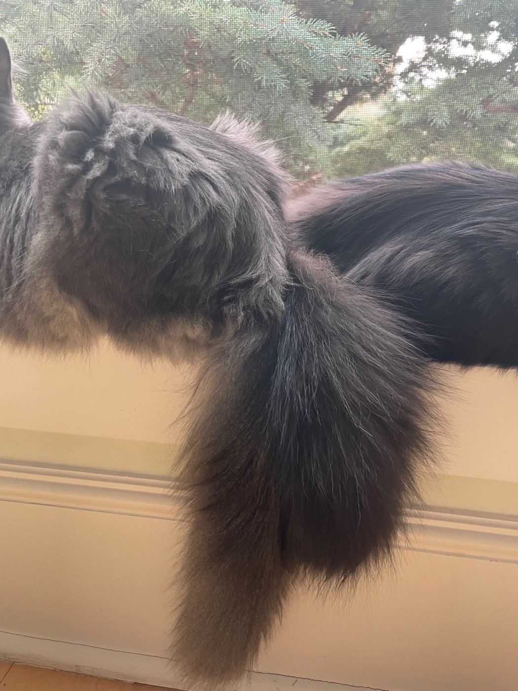 Close-up of a black cat's tail and a gray cat's fuller, fluffier tail overlapping on a windowsill, both cats facing out through a screened window toward overgrown junipers