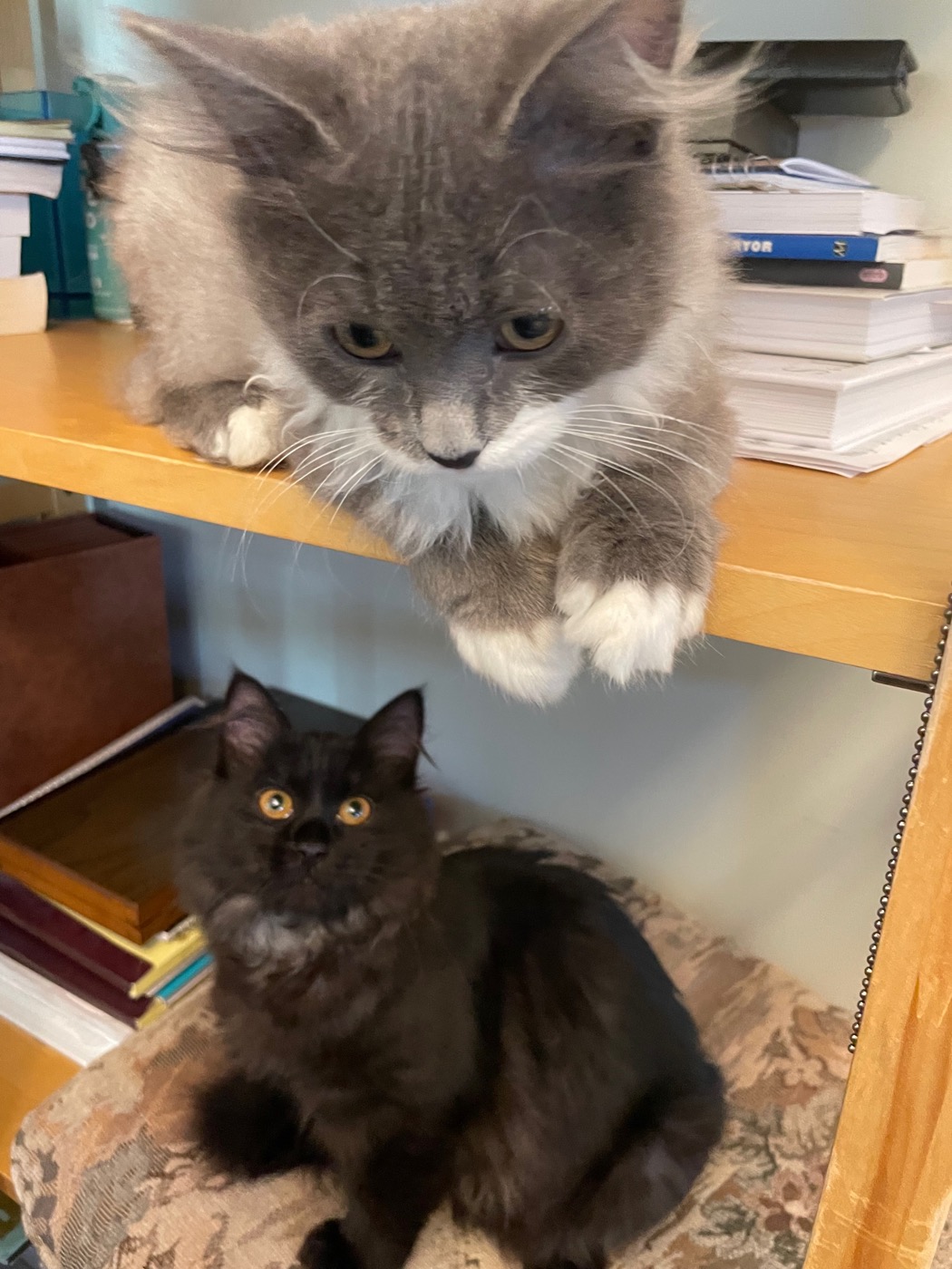 Gray and white kitten hanging its front paws off the edge of an upper bookshelf, a black kitten sitting on a cushioned lower shelf looking up at the camera