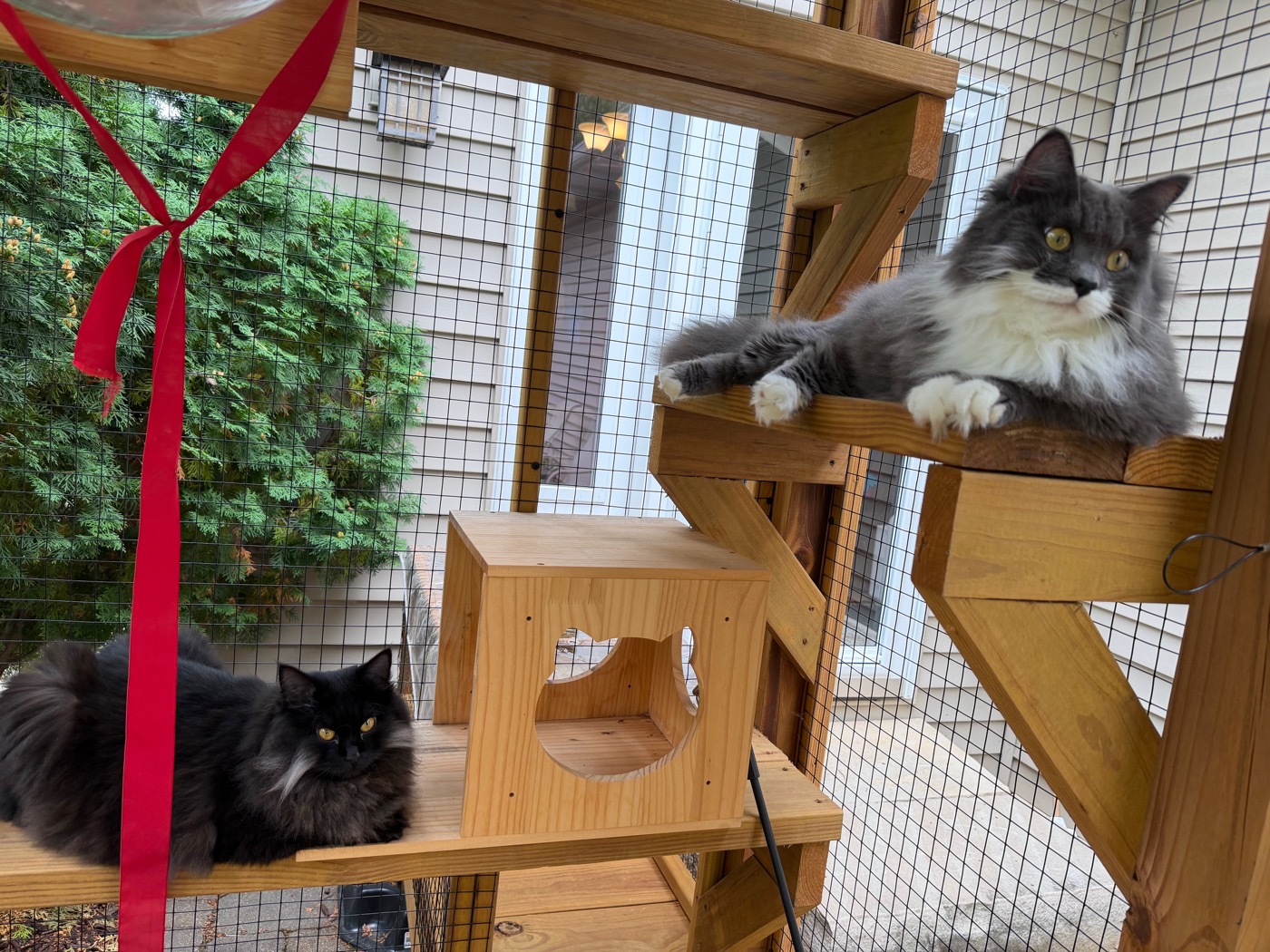 Gray and white long-haired cat stretched out on an upper catio platform, a black cat sitting a level below near a wooden cubby box with a red ribbon hanging nearby