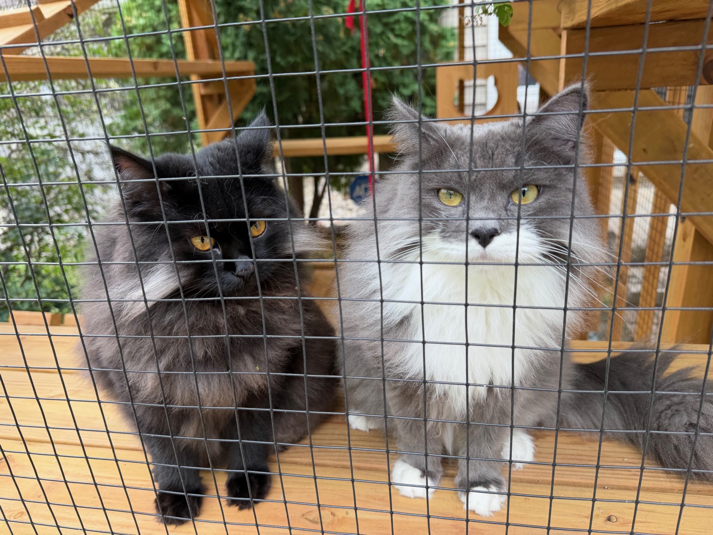 Black cat and gray and white long-haired cat sitting side by side behind wire catio mesh, both looking directly at the camera, greenery and a wooden cat structure behind them
